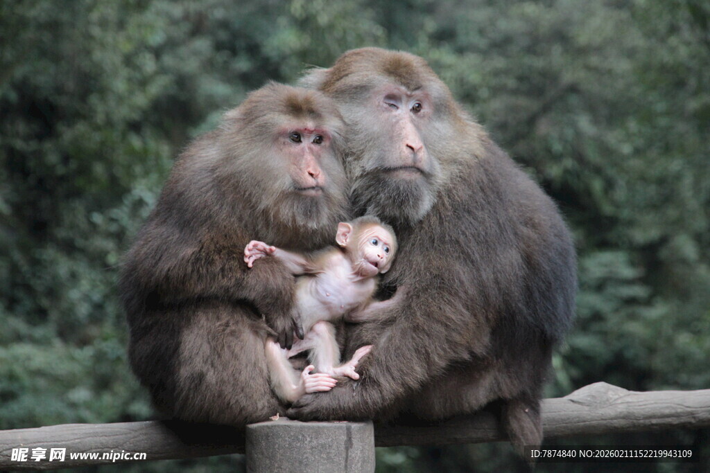 猴群依偎画面温馨