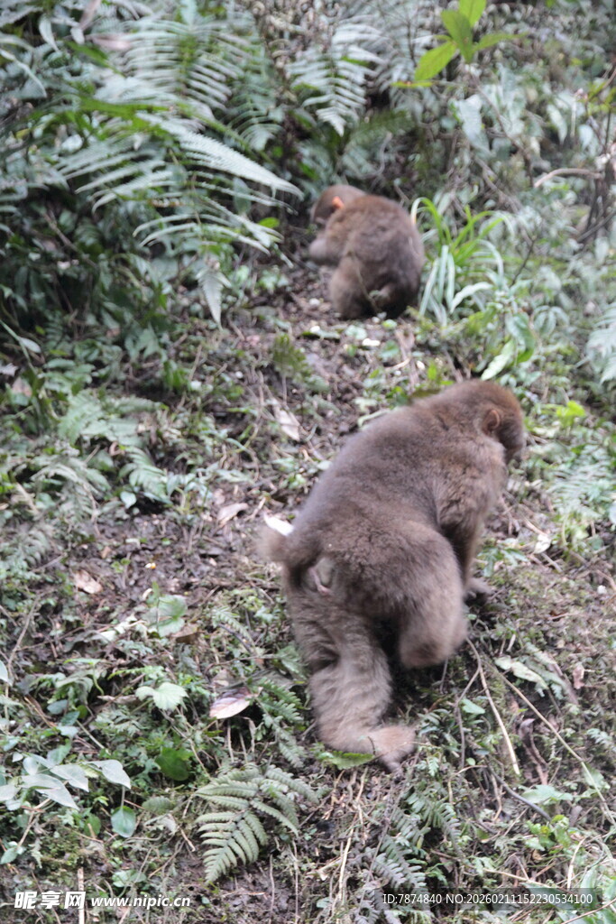 野外觅食的两只棕色猴子