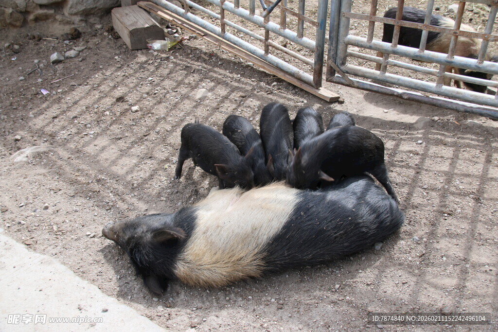几只猪躺地休息