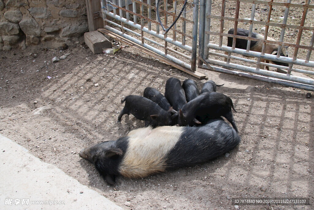 几只小狗在地面上休息