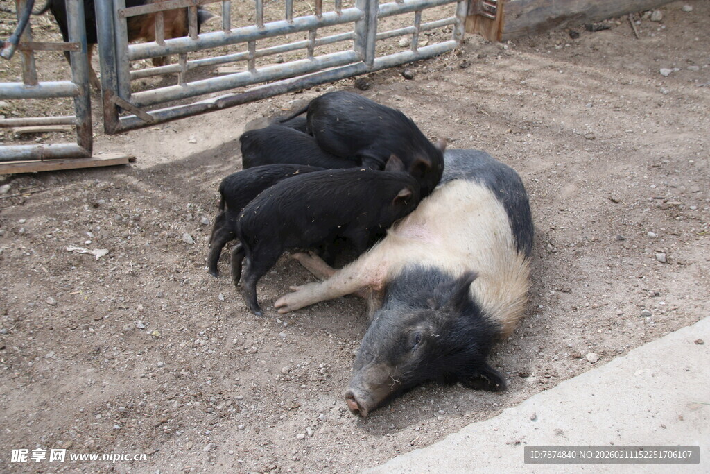 几只猪躺卧在地面