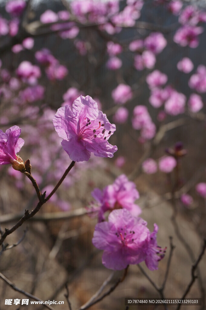 绽放的美丽紫杜鹃