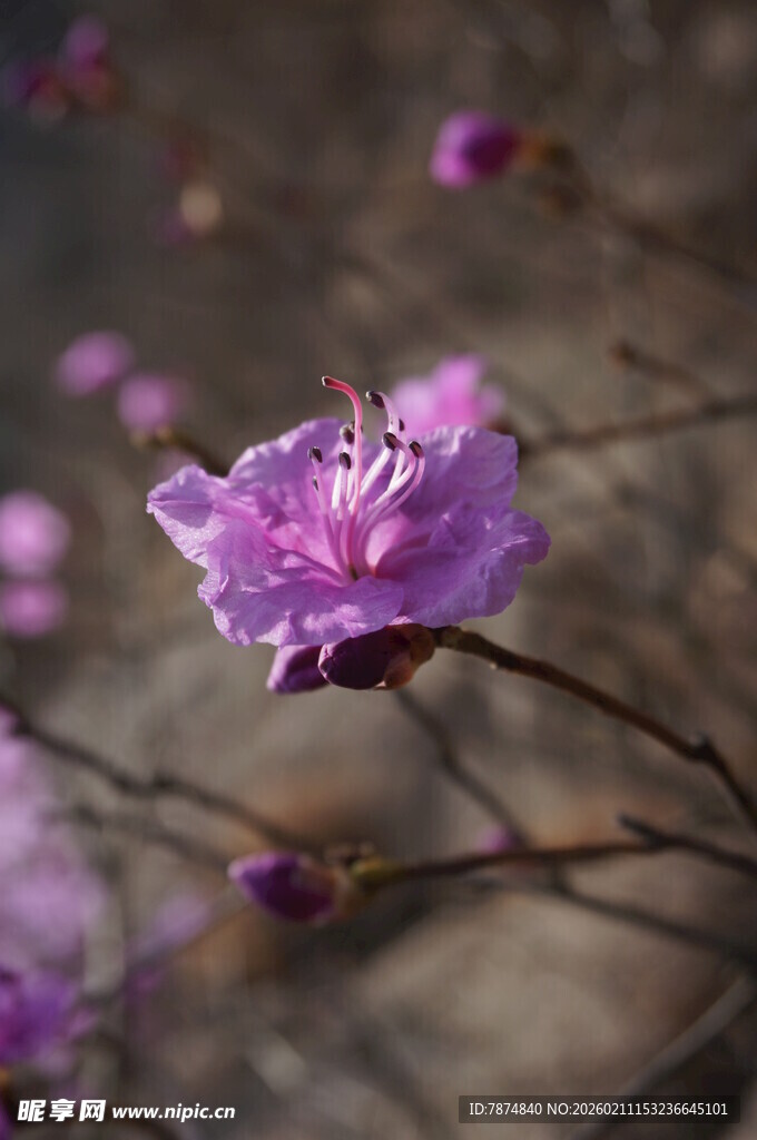 绽放的紫色杜鹃花