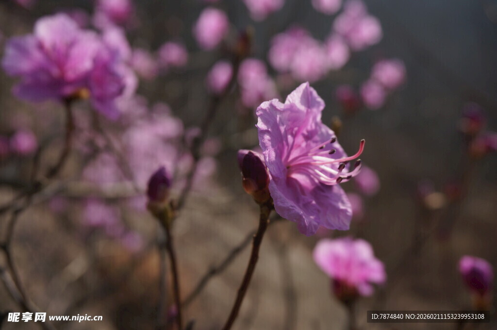 绽放的紫色杜鹃花