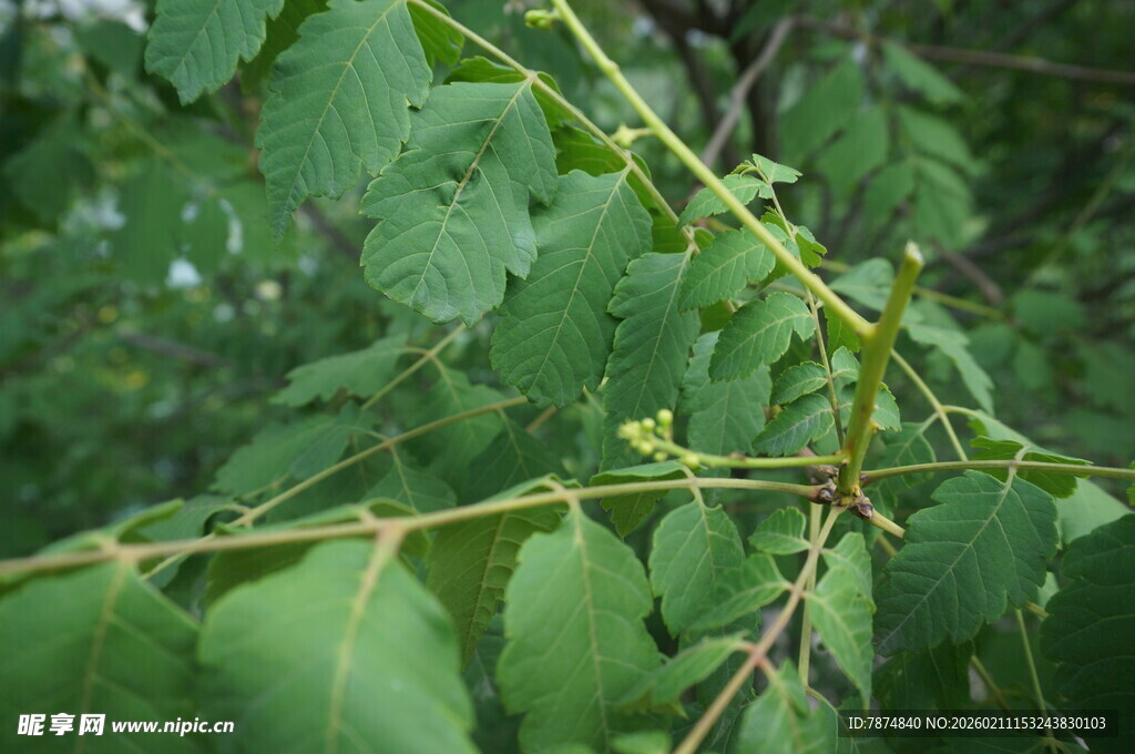 绿叶间的嫩枝与小花