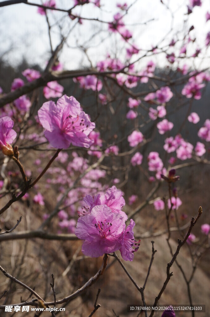 山间绽放的美丽粉色花朵