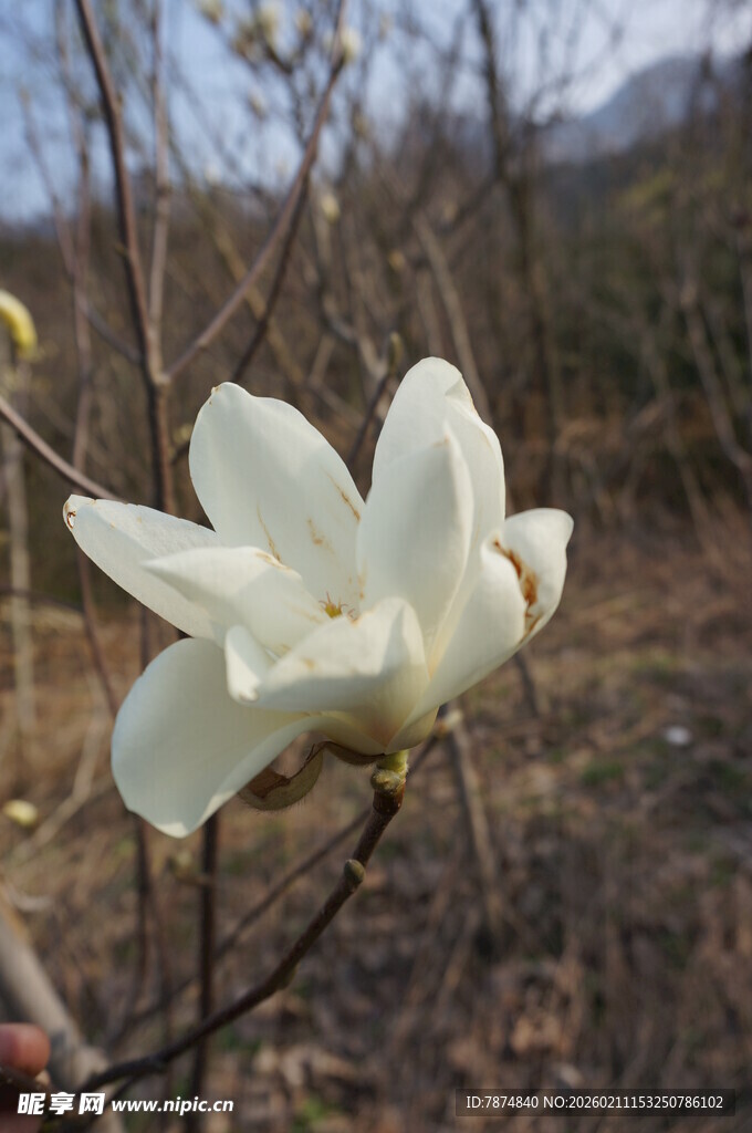 洁白玉兰花绽放于枝头