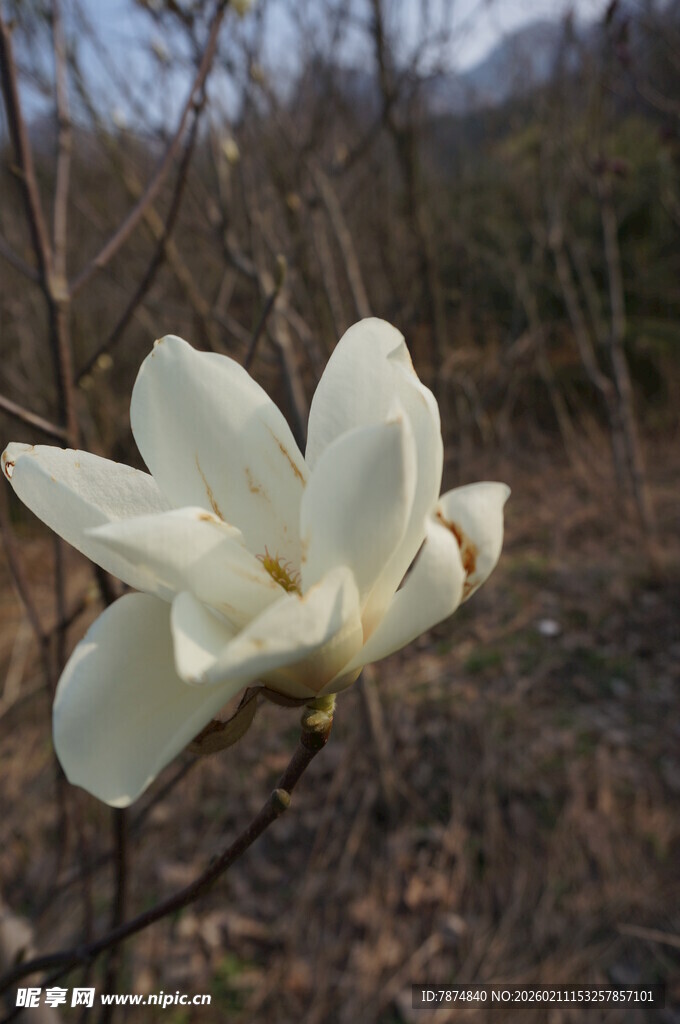 洁白玉兰花绽放枝头