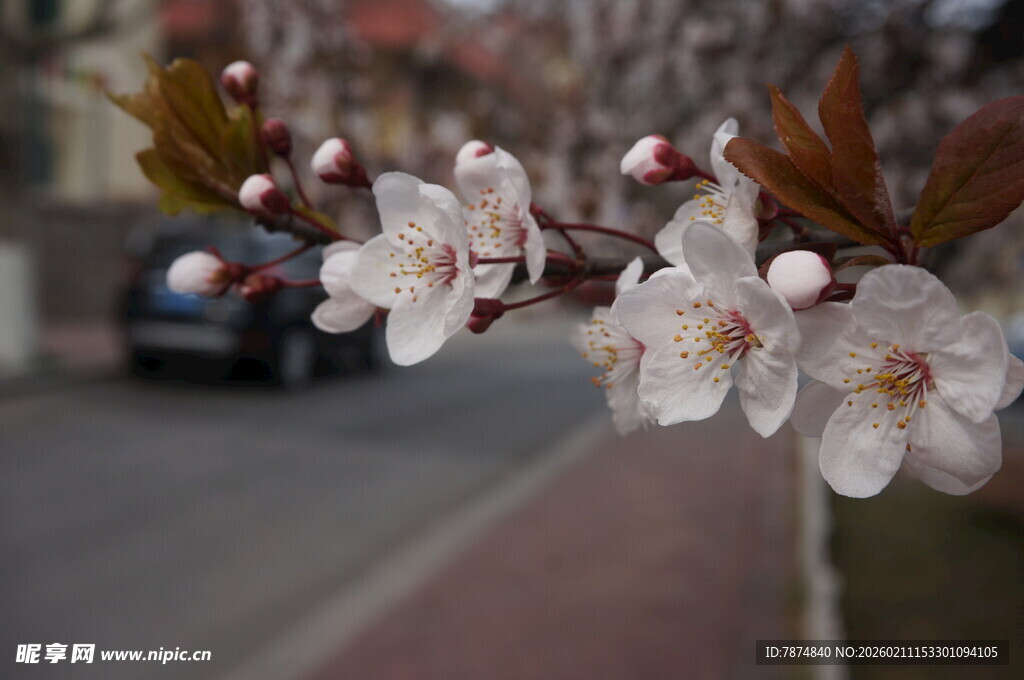 枝头绽放的洁白春花