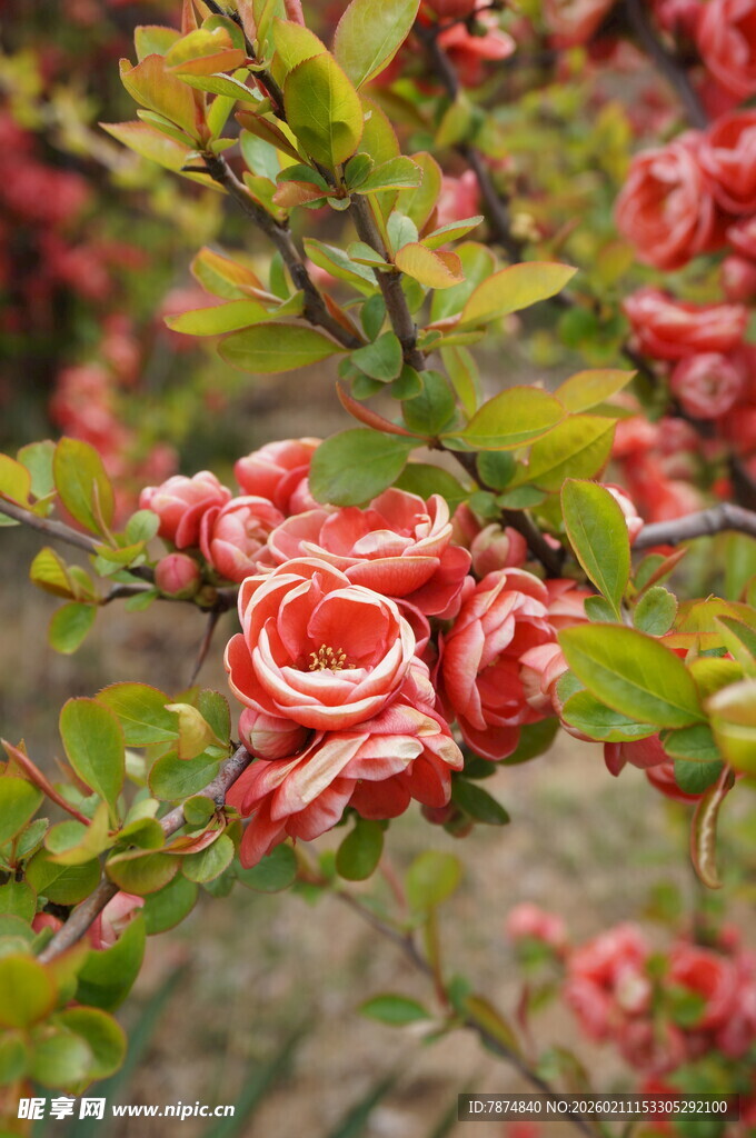 娇艳盛开的红色月季花