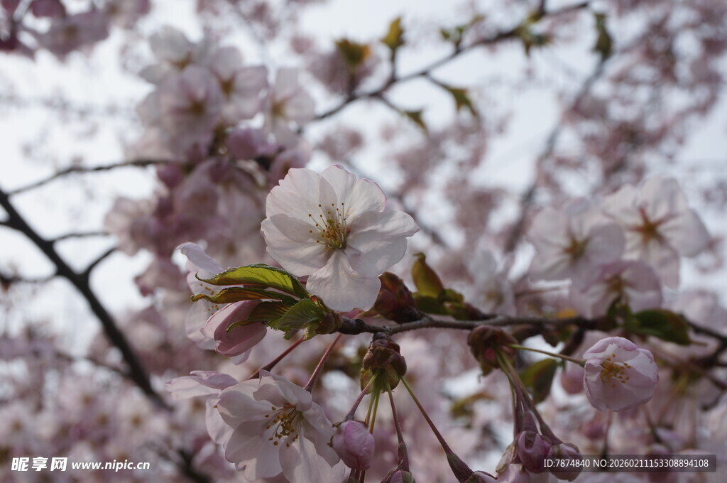 枝头绽放的美丽樱花