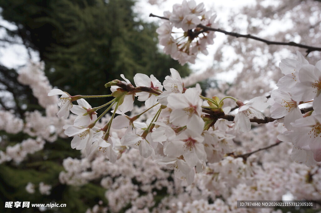 烂漫樱花枝头绽放