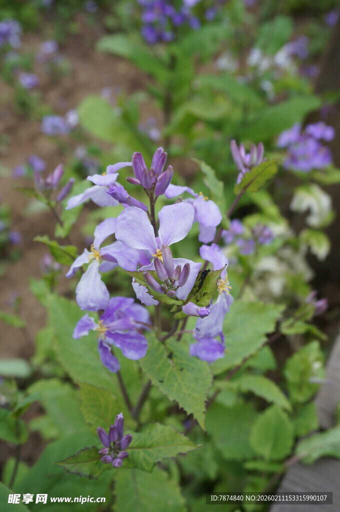 紫色小花绽放绿意间