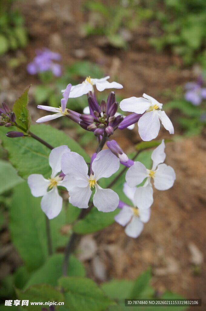 白色小花绽放于绿叶间