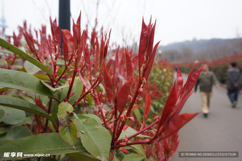 路边红嫩植物引人注目