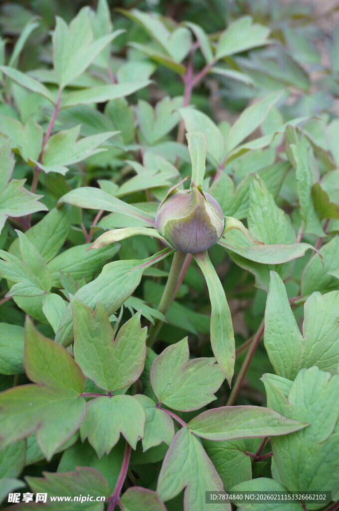 绿叶丛中的紫色植物