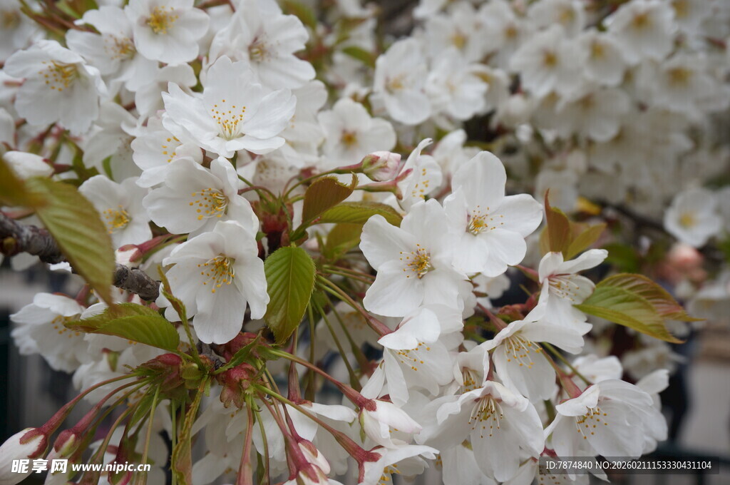 洁白繁花绽放枝头