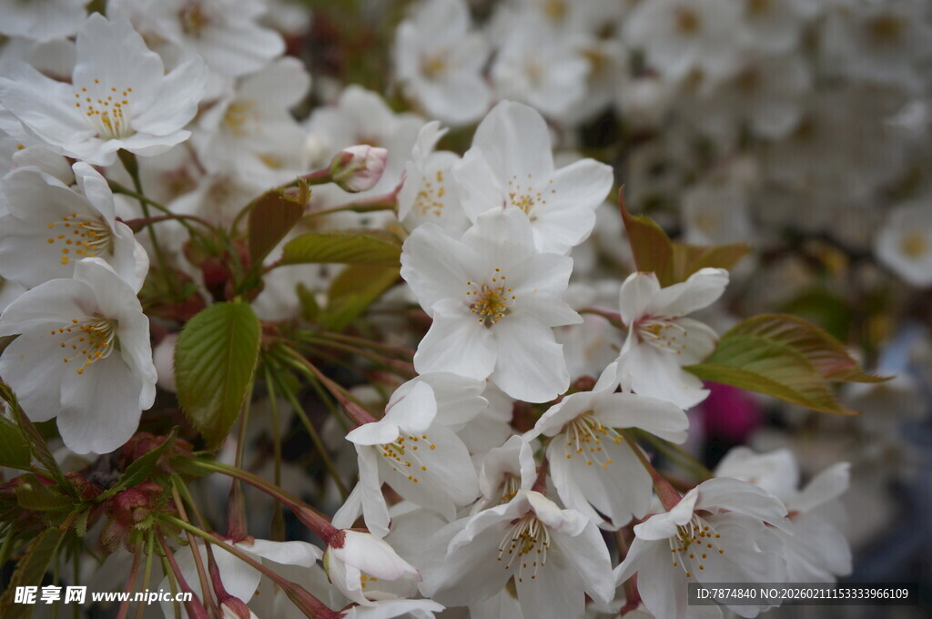 绽放的白色繁花