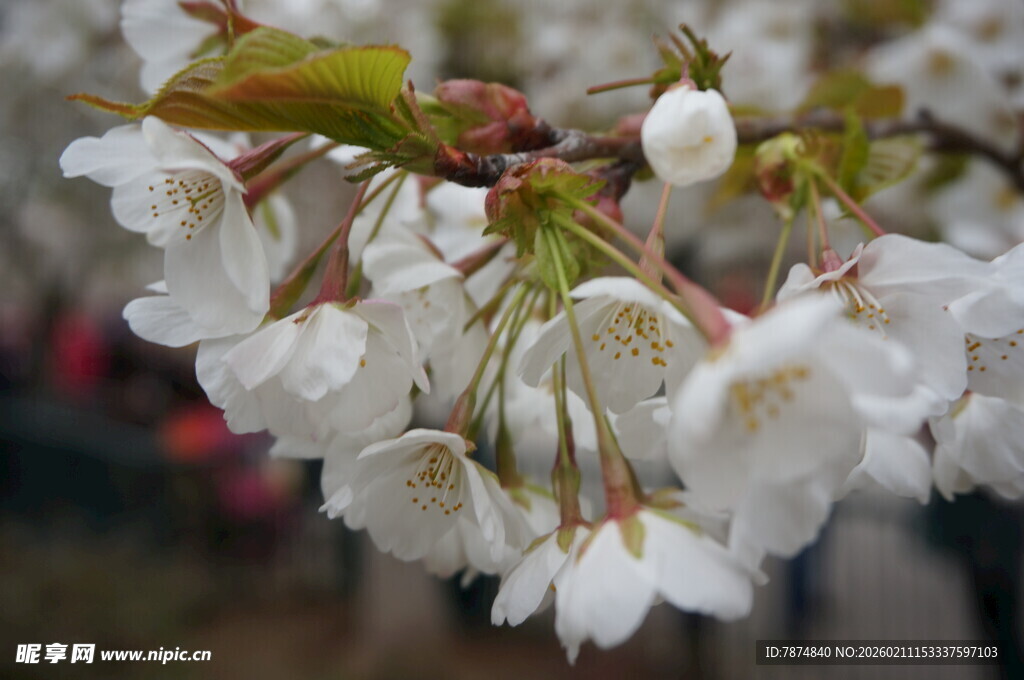 垂挂的洁白樱花