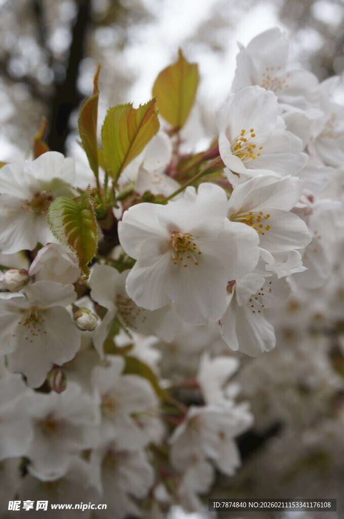 枝头绽放的洁白樱花