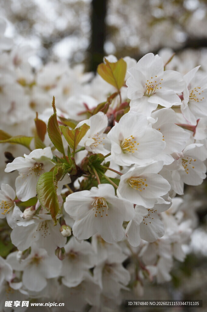 绽放的美丽白色樱花