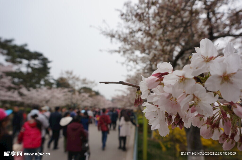 春日赏樱的热闹场景