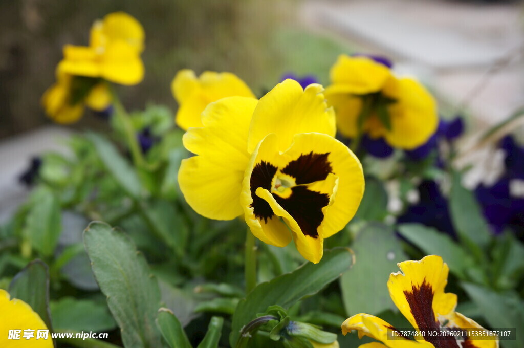 三色堇绽放的美丽瞬间