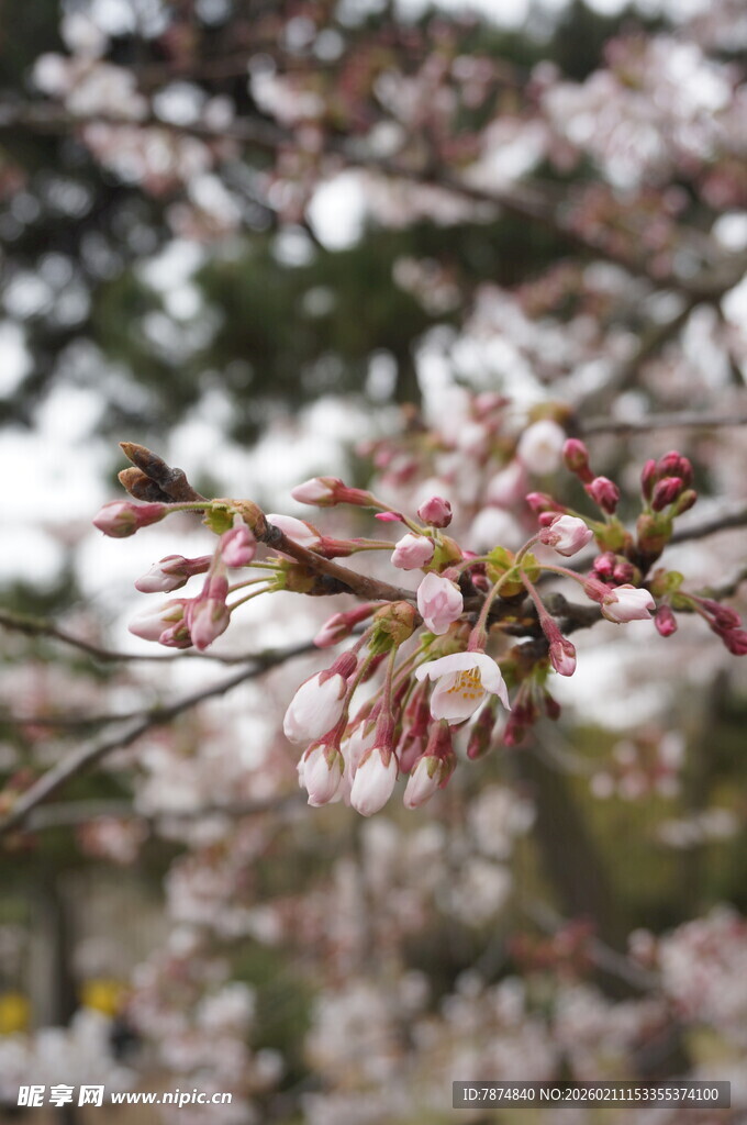枝头粉嫩樱花初绽