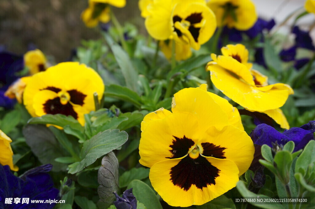 黄色三色堇绽放