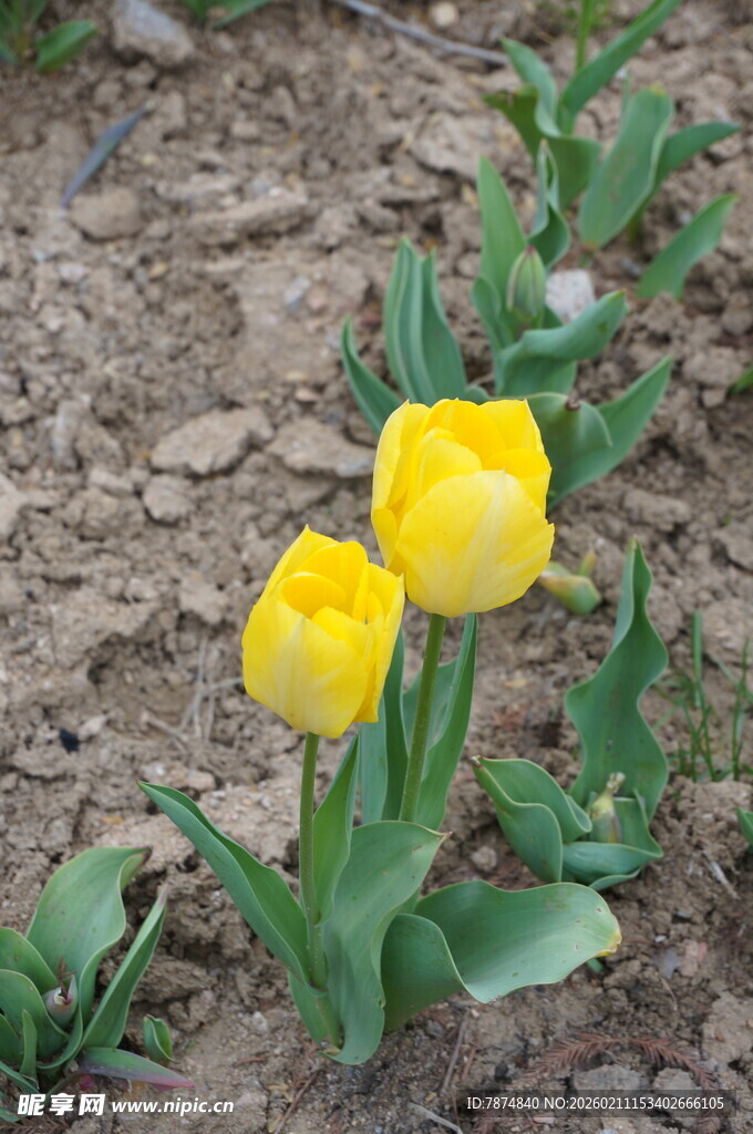 两朵绽放的黄色郁金香