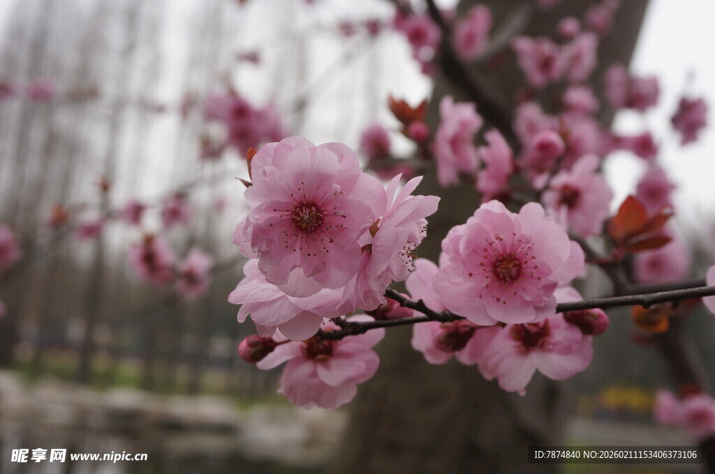枝头绽放的娇艳粉色花朵