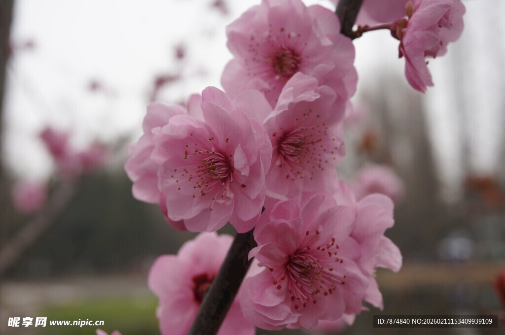 枝头绽放的粉嫩桃花