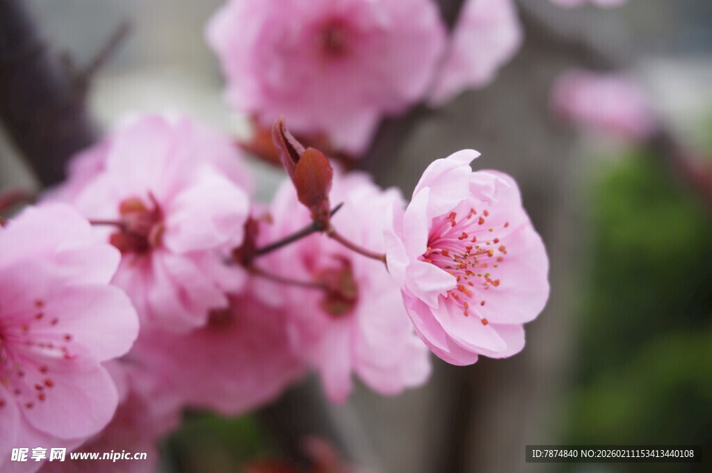 娇艳绽放的粉色桃花