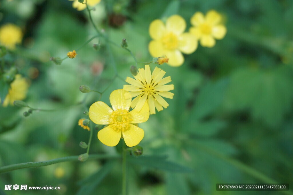 黄色小花绽放于绿意间
