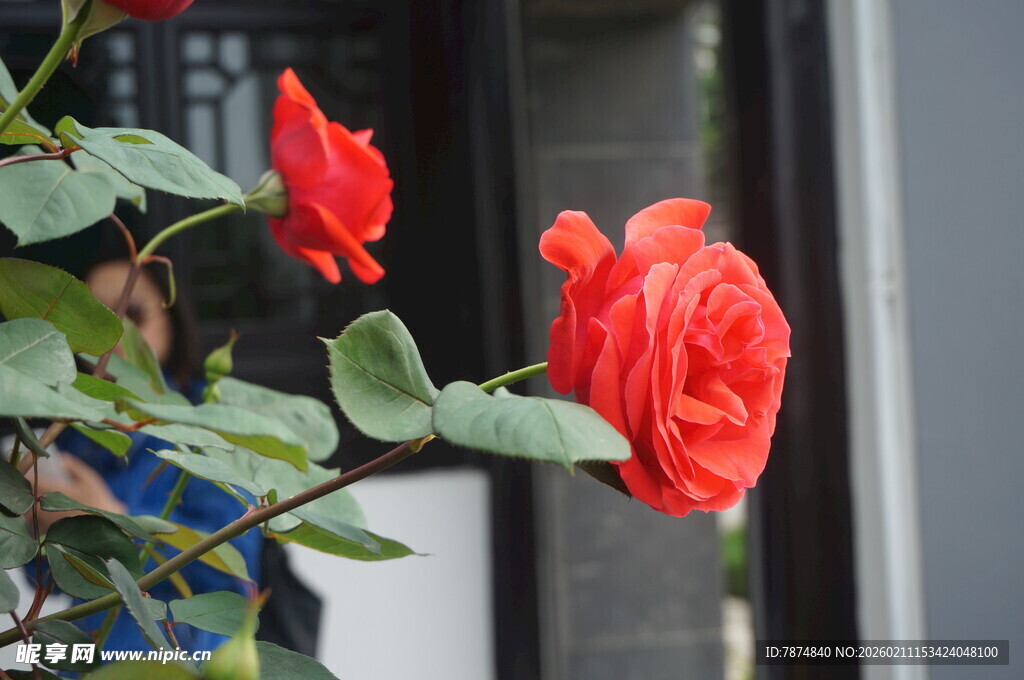 娇艳红玫瑰绽放