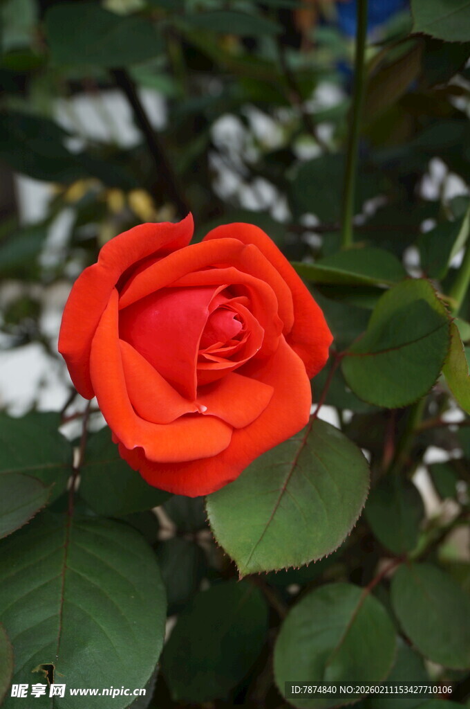 娇艳橙玫瑰绽于绿叶间