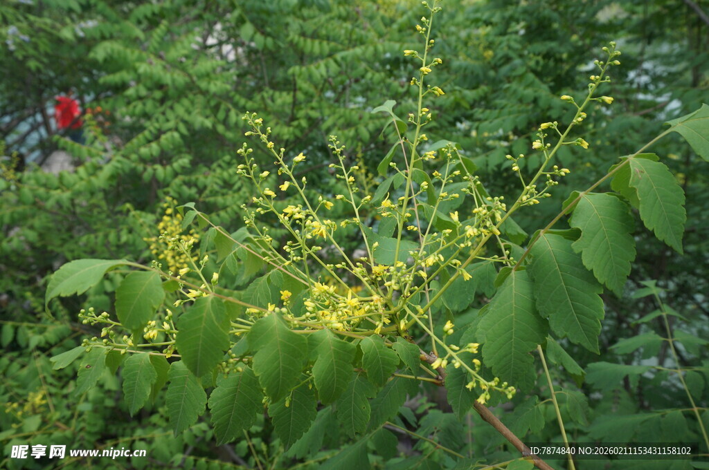 绿叶丛中的黄色小花