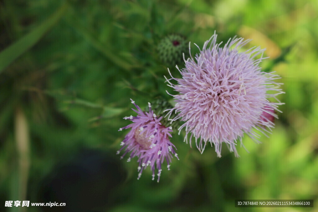 两朵淡紫色蓟花绽放