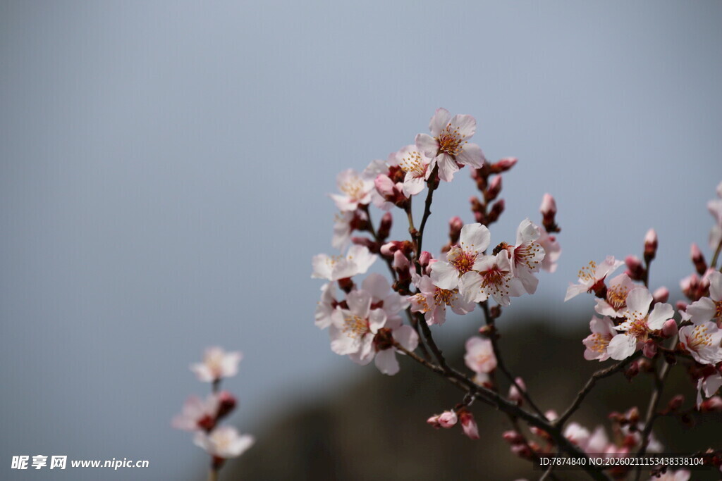 枝头绽放的粉嫩花朵
