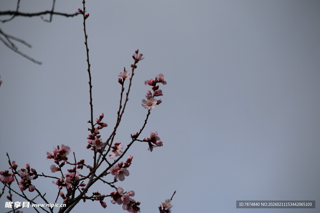 枝头绽放的粉嫩花朵