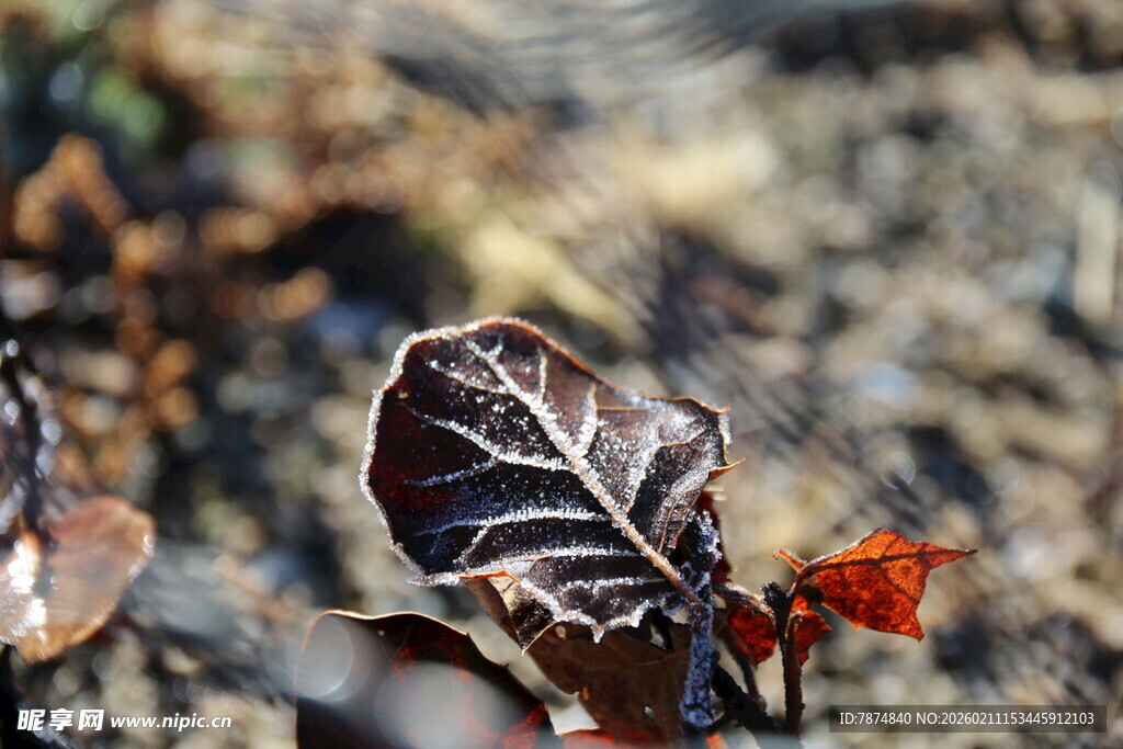 枯叶上的精致纹理