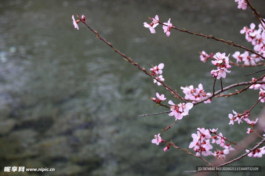 溪边绽放的粉嫩桃花