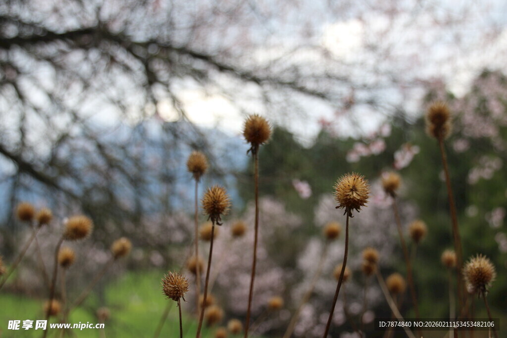 野外绽放的绒球状植物