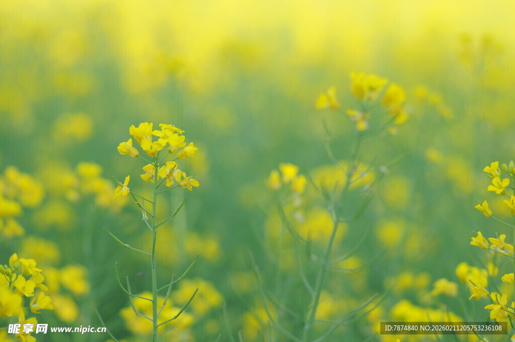 金黄油菜花田的美丽景致