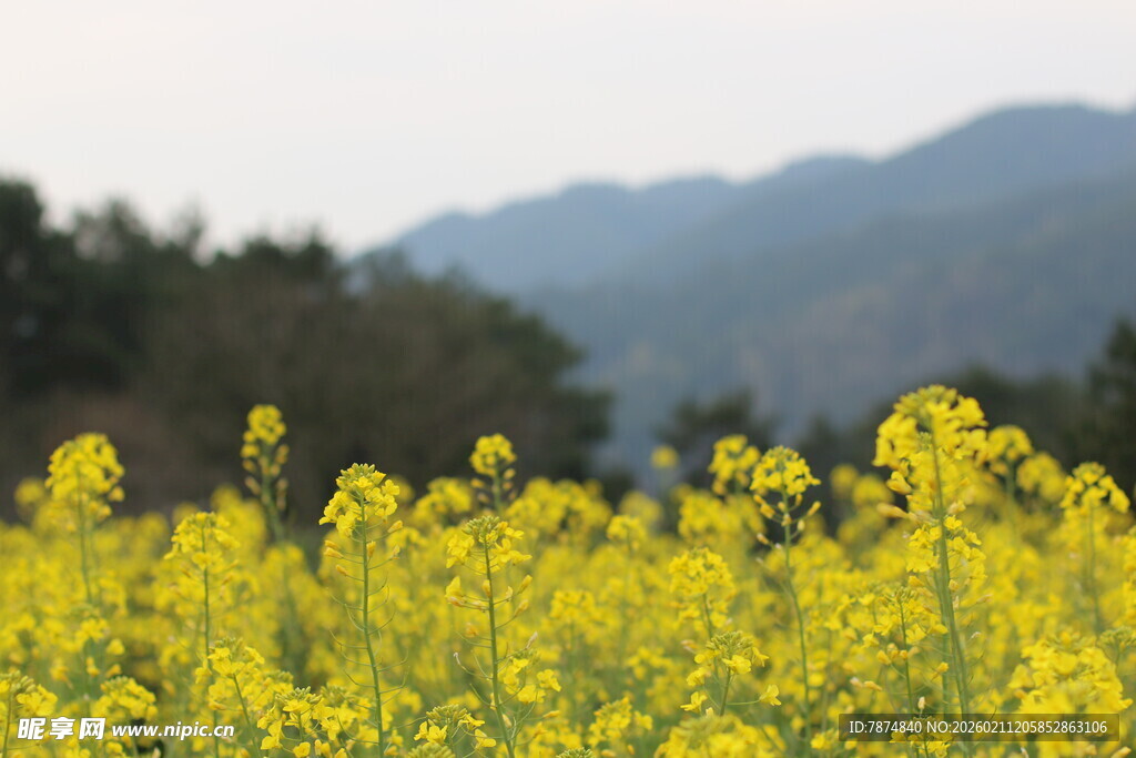 春日油菜花海美景