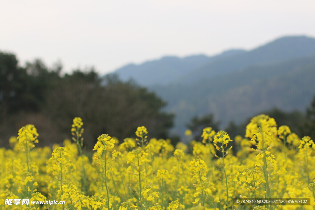 金黄油菜花田与远山美景