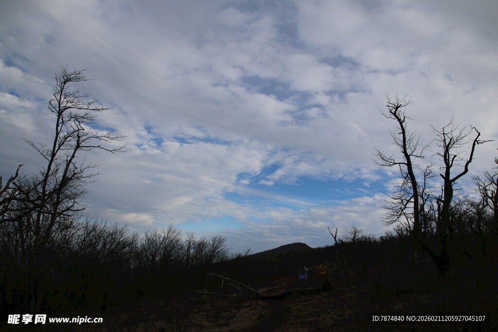 荒野枯树与多云天空