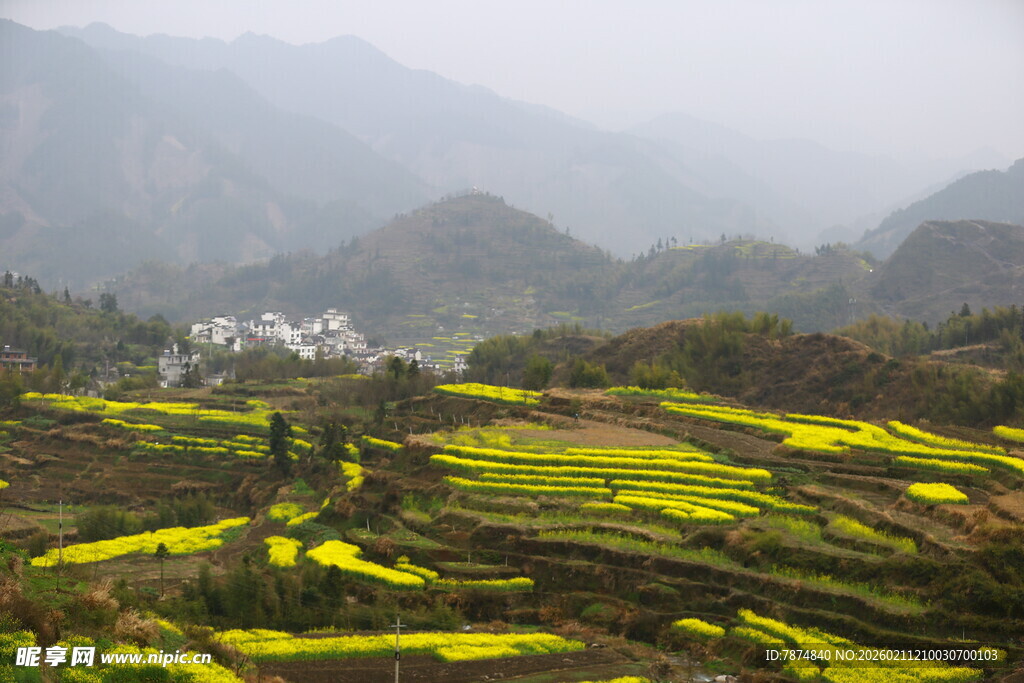 山间梯田油菜花美景