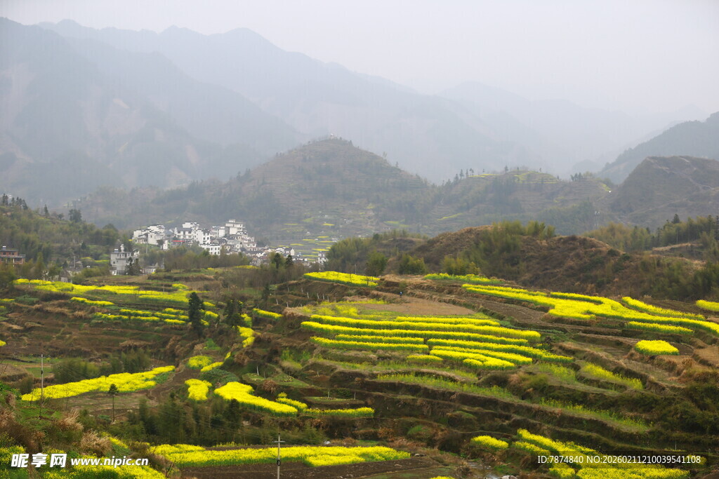 山间梯田油菜花美景