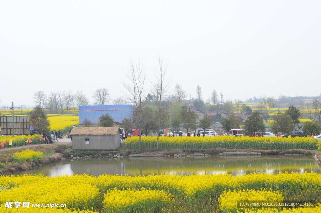 春日乡村油菜花海美景